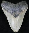 Megalodon Tooth - North Carolina #21671-1